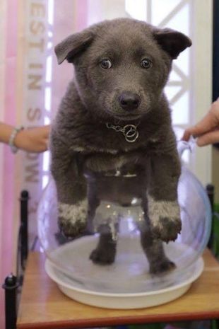 Посмотрите на собаку, которая выглядит как кошка: она стала звездой соцсетей